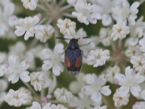 Bruchidius biguttatus